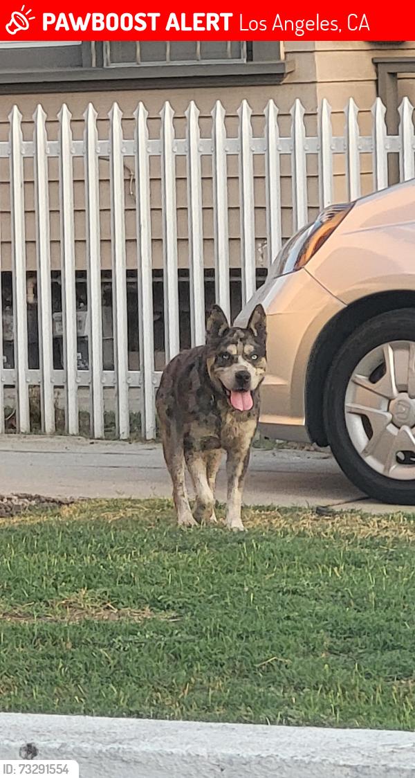 Lost Male Dog last seen Jefferson and 6th ave, Los Angeles, CA 90043