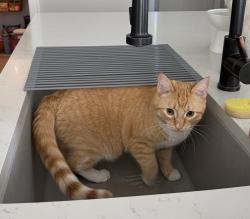 Reunited Male Cat last seen Ripley Road, Cambridge, WI 53523