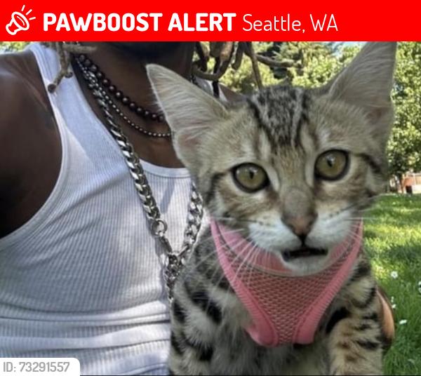 Lost Female Cat last seen Alaskan way, Seattle, WA 98104