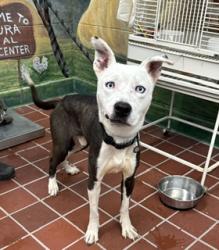 Shelter Stray Male Dog last seen , 29525 Agoura Rd, Agoura Hills, CA 91301, USA