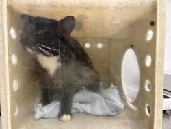 Shelter Stray Female Cat last seen Near BLOCK SE 262ND CT, KENT WA 98030, 21615 64th Ave S, Kent, WA 98032, USA