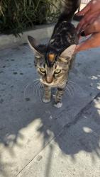 Found/Stray Female Cat last seen Avenue 45 and jackson street, Indio CA, Indio, CA 92201