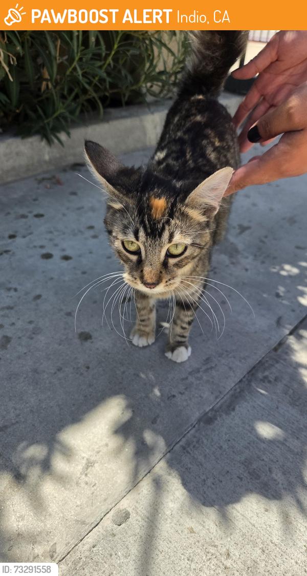 Found/Stray Female Cat last seen Avenue 45 and jackson street, Indio CA, Indio, CA 92201