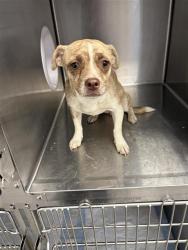 Shelter Stray Female Dog last seen Near BLOCK E SWIFT AVE, FRESNO CA 93726 3646, 5277 E Airways Blvd, Fresno, CA 93727, USA