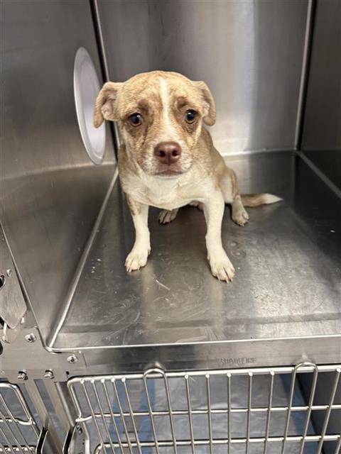 Shelter Stray Female Dog last seen Near BLOCK E SWIFT AVE, FRESNO CA 93726 3646, 5277 E Airways Blvd, Fresno, CA 93727, USA