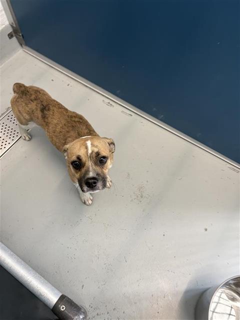Shelter Stray Male Dog last seen Near BLOCK E SWIFT AVE, FRESNO CA 93726 3646, 5277 E Airways Blvd, Fresno, CA 93727, USA