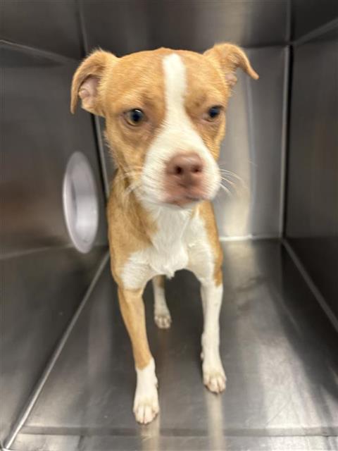 Shelter Stray Male Dog last seen Near BLOCK E SWIFT AVE, FRESNO CA 93726 3646, 5277 E Airways Blvd, Fresno, CA 93727, USA