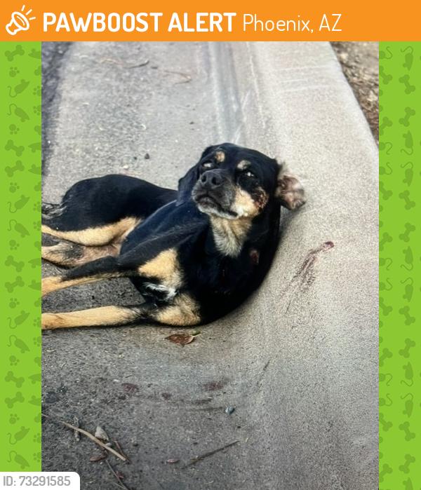 Found/Stray Unknown Dog last seen 33rd ave and w bethany home, Phoenix, AZ 85017