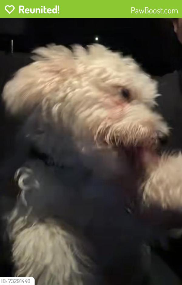 Reunited Male Dog last seen Memorial St., Fairfax County, VA 22306