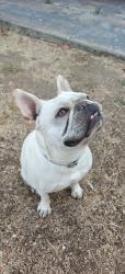 Reunited Male Dog last seen Limerick and Lehrer, San Diego, CA 92117