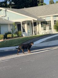 Found/Stray Male Dog last seen Seco cyn copperhill, Santa Clarita, CA 91350