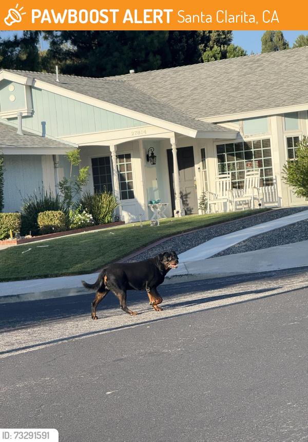 Found/Stray Male Dog last seen Seco cyn copperhill, Santa Clarita, CA 91350
