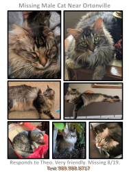 Reunited Male Cat last seen Bird Road and Bald Eagle Lake Road, Ortonville, MI 48462