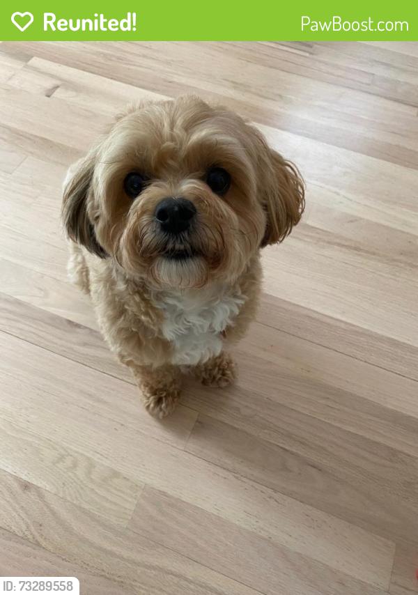Reunited Male Dog last seen Timberline Neighborhood Sammamish, Sammamish, WA 98074