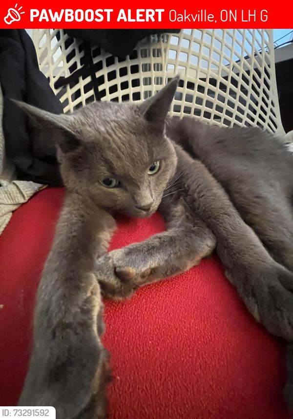 Lost Male Cat last seen Pelican pass, Oakville, ON L6H 7G1