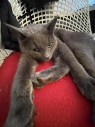 Lost Male Cat last seen Pelican pass, Oakville, ON L6H 7G1