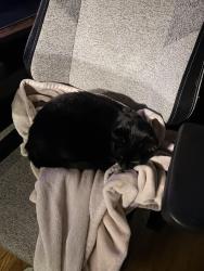 Reunited Male Cat last seen Near W Wilson Ave Chicago, IL 60630 United States, Chicago, IL 60630