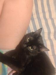 Lost Female Cat last seen Choctaw road and 15th, Choctaw, OK 73020