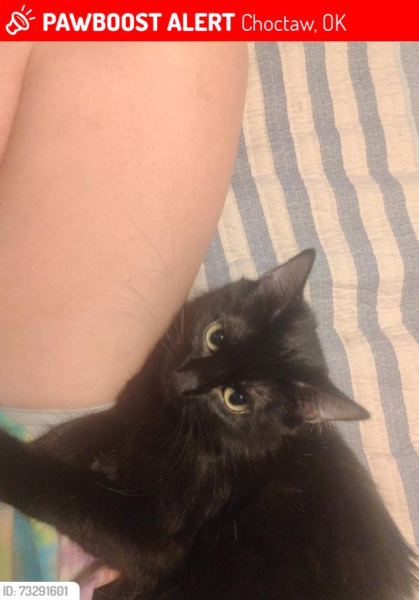 Lost Female Cat last seen Choctaw road and 15th, Choctaw, OK 73020