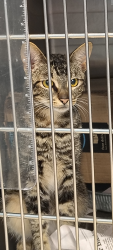 Reunited Male Cat last seen Chapel bend, New Braunfels, TX 78130