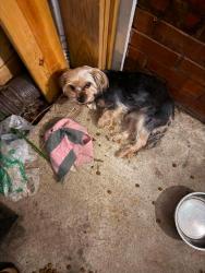 Found/Stray Female Dog last seen 71st and Georgetown, Indianapolis, IN 46268
