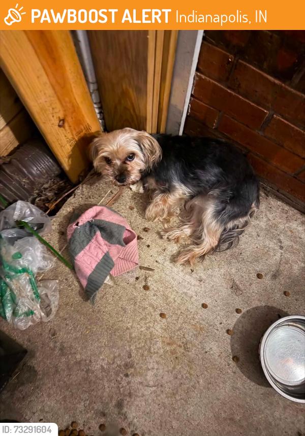 Found/Stray Female Dog last seen 71st and Georgetown, Indianapolis, IN 46268
