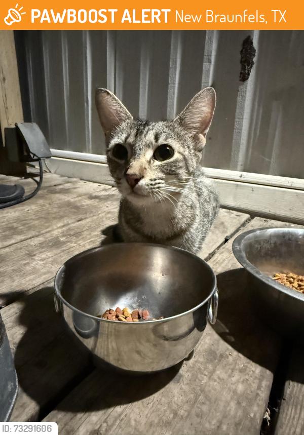 Found/Stray Unknown Cat last seen Enchantment Lane, New Braunfels, TX 78130