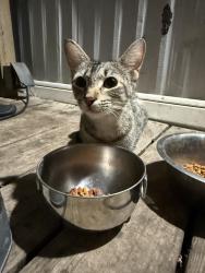 Found/Stray Unknown Cat last seen Enchantment Lane, New Braunfels, TX 78130