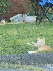 Found/Stray Unknown Cat last seen Behind American Legion on S Water in Gallatin, Gallatin, TN 37066