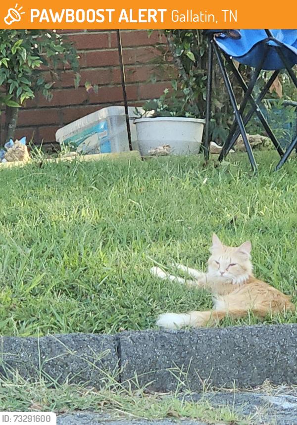 Found/Stray Unknown Cat last seen Behind American Legion on S Water in Gallatin, Gallatin, TN 37066