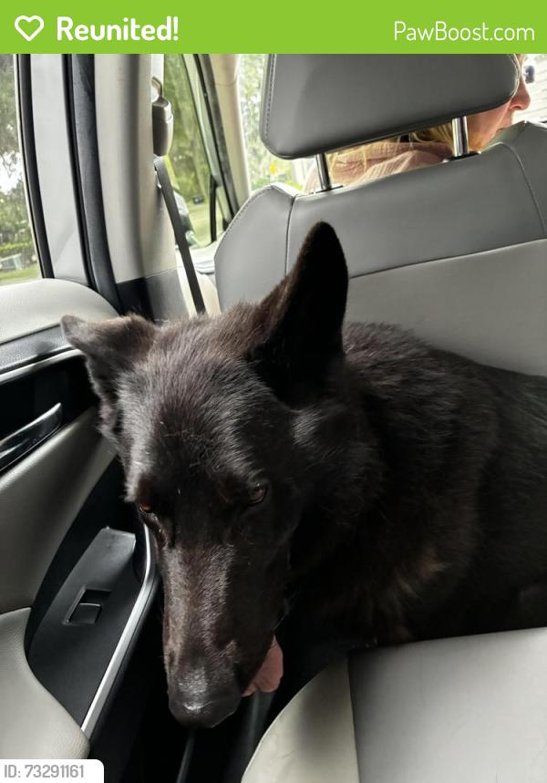 Reunited Male Dog last seen 6th street not far from yellow dog eats, Gotha, FL 34761
