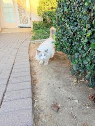 Found/Stray Unknown Cat last seen Between e graves and e newmark ave, Monterey Park, CA 91755