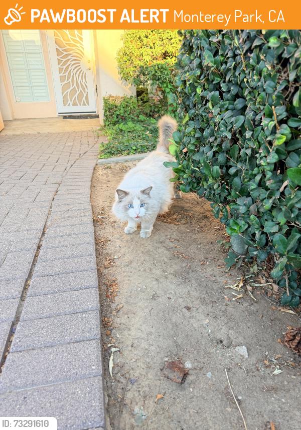 Found/Stray Unknown Cat last seen Between e graves and e newmark ave, Monterey Park, CA 91755