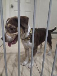 Reunited Female Dog last seen Pine and sheltom, Santa Ana, CA 92703