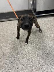 Shelter Stray Female Dog last seen Near Humbolt VIllage Ln, Bessemer City, NC, 1491 Business Park Ct, Gastonia, NC 28052, USA