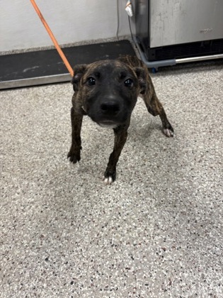 Shelter Stray Female Dog last seen Near Humbolt VIllage Ln, Bessemer City, NC, 1491 Business Park Ct, Gastonia, NC 28052, USA