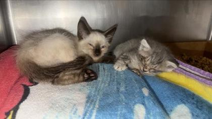 Shelter Stray Female Cat last seen PURPLE SAGE LN, Williamson County, TX, 1855 SE Inner Loop, Georgetown, TX 78626, USA