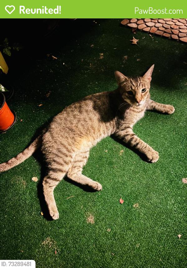 Reunited Female Cat last seen Kiln Creek Golf Resort, Newport News, VA 23602