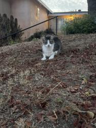 Reunited Unknown Cat last seen Near maria avenue spring valley, Spring Valley, CA 91977
