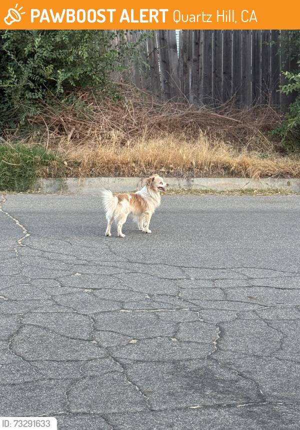 Found/Stray Unknown Dog last seen West L13 &47th, Quartz Hill, CA 93536