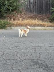 Found/Stray Unknown Dog last seen West L13 &47th, Quartz Hill, CA 93536