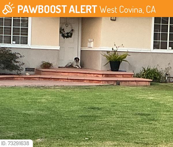 Found/Stray Male Dog last seen Lucille and serenade, West Covina, CA 91790