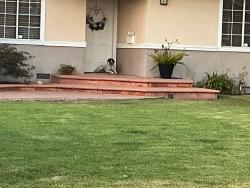 Found/Stray Male Dog last seen Lucille and serenade, West Covina, CA 91790