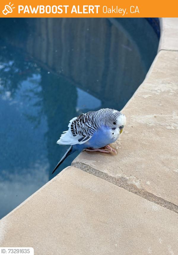 Found/Stray Unknown Bird last seen Nunn Wilson Park, Oakley, CA 94561