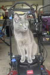 Lost Male Cat last seen Elk River Golf Club, Elk River, MN 55330