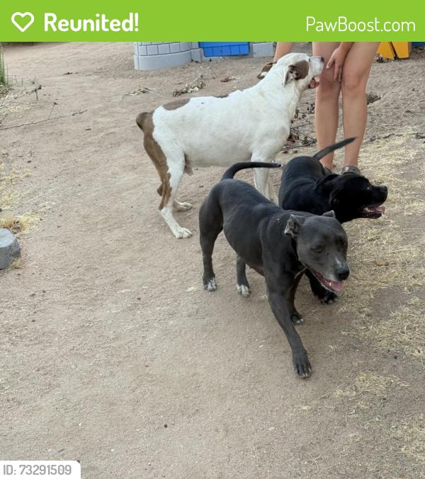 Reunited Unknown Dog last seen Kenyon/Ranchero, Hesperia, CA 92345