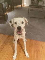 Reunited Male Dog last seen Montview and Locust, Denver, CO 80207