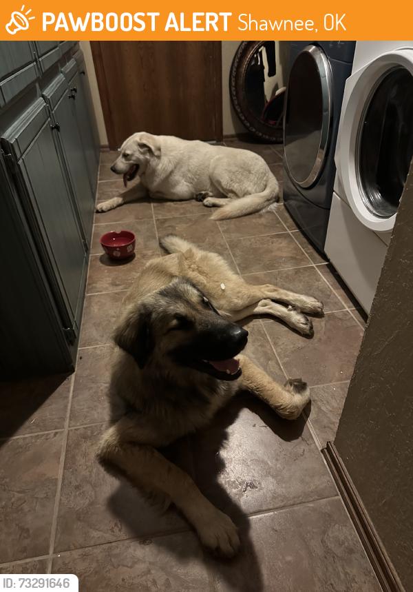 Found/Stray Male Dog last seen McDonalds, Shawnee, OK 74801