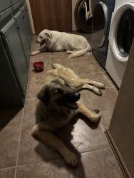 Found/Stray Male Dog last seen McDonalds, Shawnee, OK 74801
