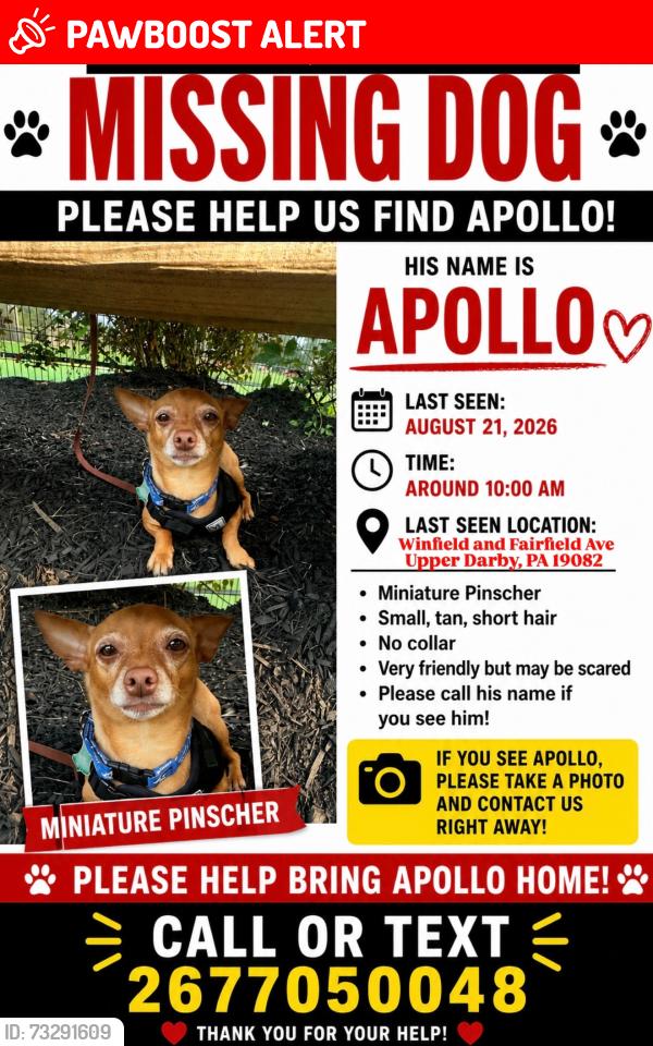Lost Male Dog last seen Nutwall Street upper Darby, Upper Darby Township, PA 19082